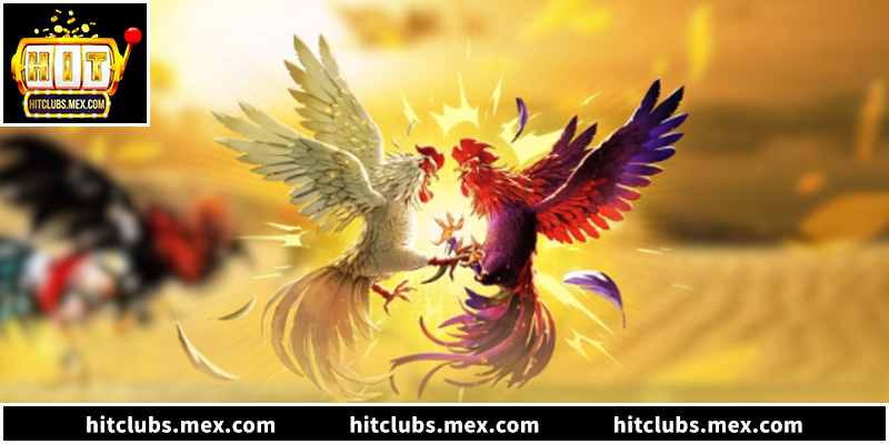 Sai lầm đá gà khiến 90% trắng tay và bí kíp tại Hitclub